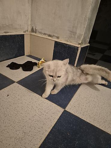 silver chinchilla: Şinşilla, Dişi, Yaxşı əllərə, Pulsuz çatdırılma — 3