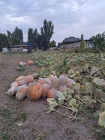 Тыква: Ашкабак сатылат озубуздун огородтон, химиясы жок, экологиялык таза — 3