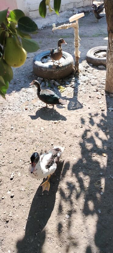 Ördəklər: . Təmiz kənd heyvanıdı. İki sortda. Qaz. satılır, yerli və Rusiyyət — 8