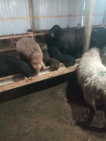 Баран, овца: Продаю | Ягненок, Баран (самец) | Для разведения | Матка — 1
