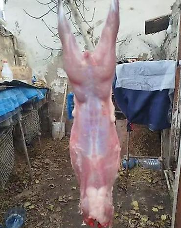donuz heyvan: Qəşəng cavan dovşanlar kəsilib əti satılır . Bismillahla Kəsilib — 1