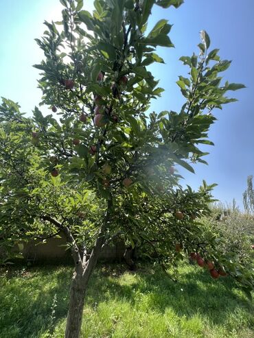 Продажа домов: Дом, 40 м², 2 комнаты, Риэлтор, Косметический ремонт — 12