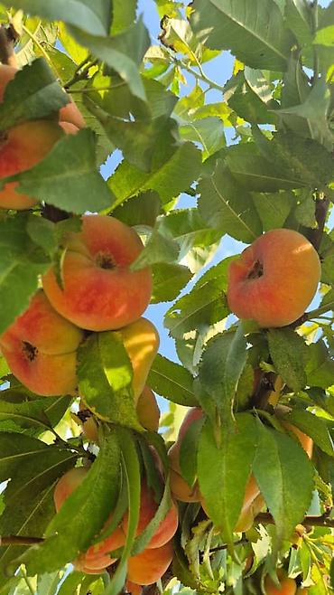 Продажа участков: 100 соток, Для бизнеса, Договор купли-продажи at lalafo.kg — 23 Продажа участков: 100 соток, Для бизнеса, Договор купли-продажи — 23