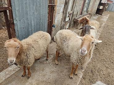 Qoyunlar, qoçlar: Dişi, il: 2 — 2