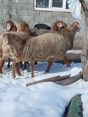 Бараны, овцы: Продаю | Овца (самка) | Для разведения | Матка — 4