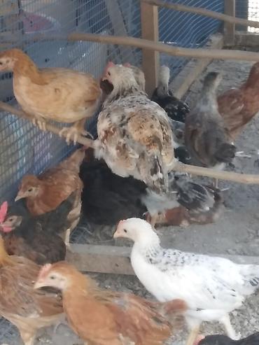 brama cuceler: Salam kənd cűcələri satlır 30 ədəddir 50 gűnlűkdűrlər çoxu xoruzdur — 3
