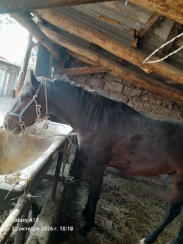купить собаку доберман в бишкеке: Продаю | Конь (самец) | Дончак | Конный спорт | Осеменитель — 1