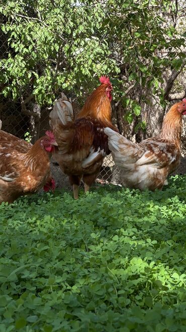 toyuq qiyməti: Organik Toyuq Yumurtası Öz hazırladığımız vitaminlə