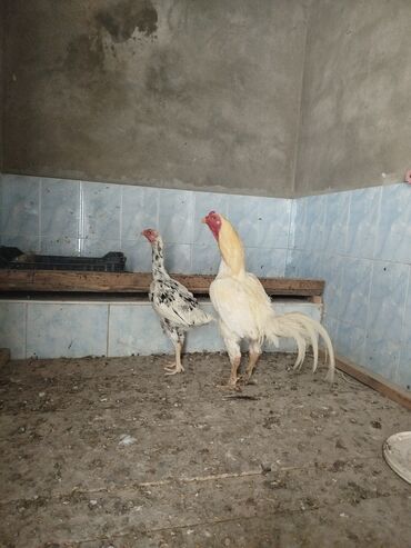 Xoruzlar: Heyratı xoruz damazlıq toyuqla cüt satılır hal hazırda yumutlayır