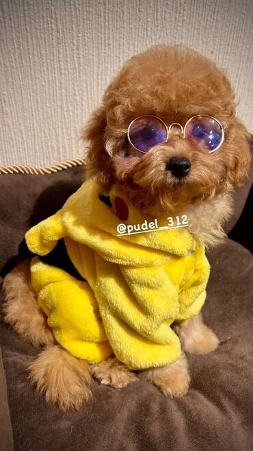 пудель карликовый: Пудель, 2 айлык, Эркек, Ит тегин тастыктоочу документ