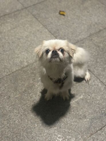 İtlər: Pekines, 10 ay, Erkek, Peyvəndli, Ünvandan götürmə