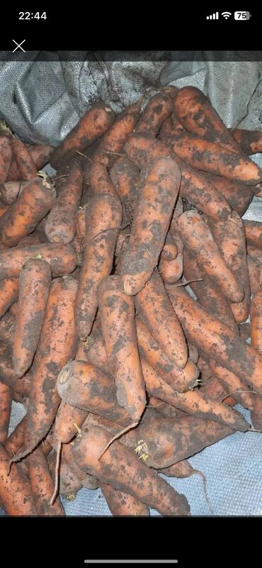уголь в токмаке: Семена и саженцы Моркови, Самовывоз
