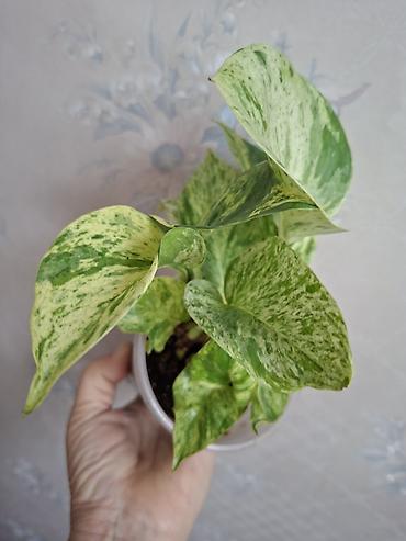 Сингониумы: Коллекция комнатных растений — подборка декоративно-лиственных — 23