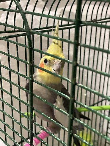 qəfəsi: Nimfa (Cockatiel) – ev quşu Adını diyir fit calır Adı koko - Növ — 2