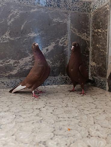 ucuz quslar: Salam. 1 cüt İran quşları super uçub oynayan cinsdi . ünvan — 3