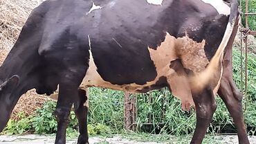 Akvarium aksessuar və ləvazimatları: Dişi, Simental, il: 5, 550 kq, Damazlıq, Südlük