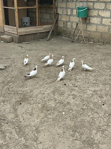 тап аз птицы: Salam Alokum bu sekilde gorduyunuz kusdarin balalari satlir pecat — 5