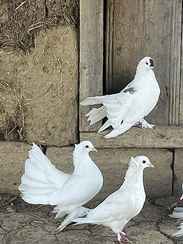 göyərçin satışı: Ağ rəngli dekorativ göyərçinlər - Cins: dekorativ quşlar — 1