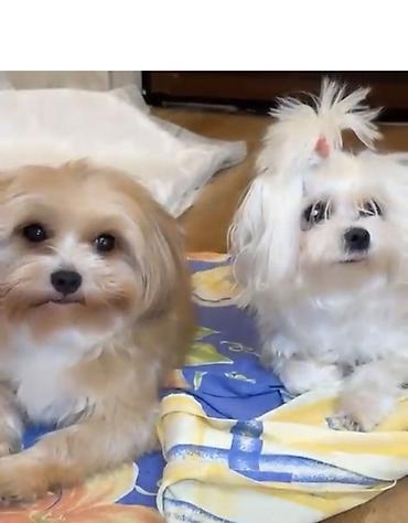 İtlər: Micro Malta Balonka.maksimum 2kq olur. Boyumeyen mınıatur Cıns ana — 5