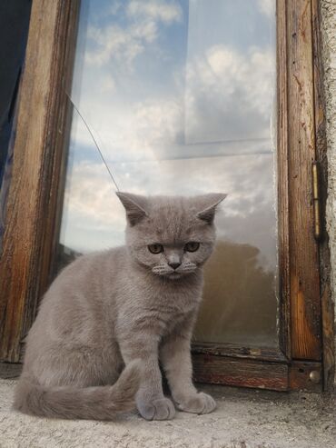 британский вислоухий кот: Британский лиловый котенок.мальчик два с половиной месяца лоток на +5