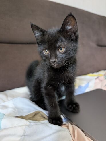 во сколько стерилизовать кошку: Кошка даром: Беспородная, 2 месяца, Мальчик, Приучена к лотку