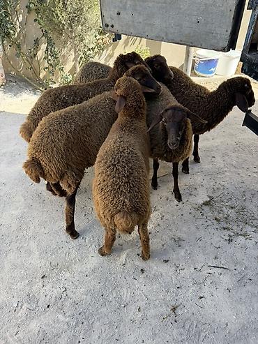 Quzu əti: Salam aleyküm 6 baş super erkey quzullar satllırkom285 mantadı. Tek — 2