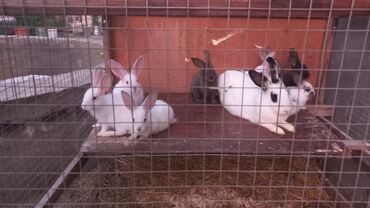 dovşan balaları: Dovşan. Кролик. 23.04.2024 doğulmuşlar, tam sağlam balalardı