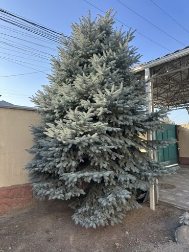 Декоративные деревья: Голубая ель (Picea pungens ‘Glauca’), крупномер. - Вид: колючая ель — 1