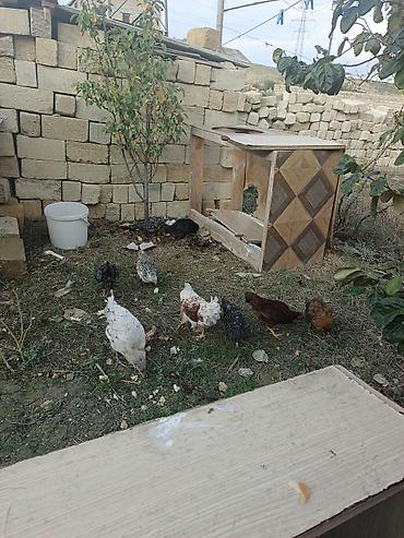 broiler ross 308: Toyuq, Damazlıq, Pulsuz çatdırılma — 1