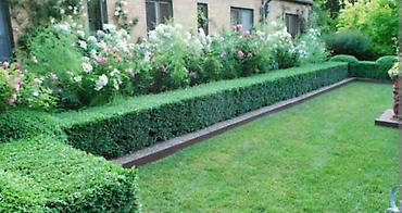 Самшит: Саженцы бирючины (Ligustrum) для живых изгородей - Кустарник с — 5