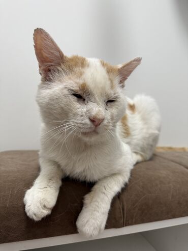 во сколько кастрировать кота: 5 лет, Мальчик, Приучена к лотку, Проглистована, С прививками