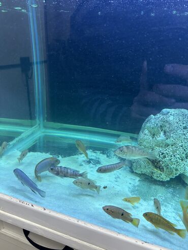 аквариум без рыб: Malavi ve tanqanika golunun baliqlari qiymet hamsina aiddi Xromis