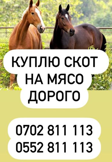 домашняя крыса: Калбасный цехге Эт алабыз Уй кой Жана жылкы Алабыз. Колбасный Цех