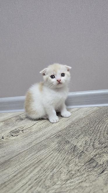 Продажа кошек: Скотиш Фолд (Шотландская вислоухая), 1 месяц, Девочка, Голубой, Приучена к лотку — 11