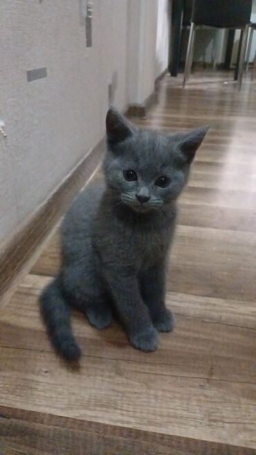 Pişiklər: Cins Paroda pişikləri. Şotland, Britan, Pers. Rəngləri də cür bə cür — 8