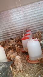 əbabil quşu: Salam. alman sortu lider 55 cücələrimiz satışa çıxdı. sağlamlığına söz