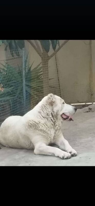 doberman qiyməti: Alabay, 1 ay, Erkek, Peyvəndli, Ünvandan götürmə, Ödənişli çatdırılma