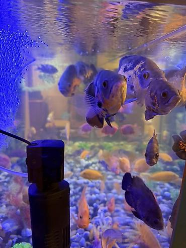 Akvariumlar: Аквариум - 2 м ( 7,000 Манат Цена -da lalafo.az — 19 Akvariumlar: Аквариум - 2 м ( 7,000 Манат Цена — 19