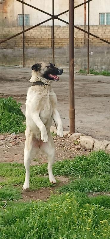 İtlər: Qurdbasar, 10 ay, Dişi, Peyvəndli — 3