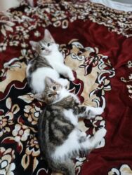 Pişiklər: Türk anqora, Dişi, Yaxşı əllərə, Ünvandan götürmə -da lalafo.az — 16 Pişiklər: Türk anqora, Dişi, Yaxşı əllərə, Ünvandan götürmə — 16