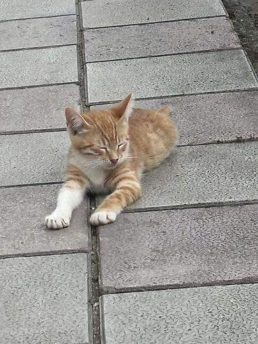 Tabbi