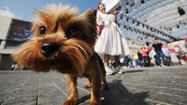 пакеты с лого: Выгул мелких пород собак С радостью выгуляю ваших домашних питомцев ☺️