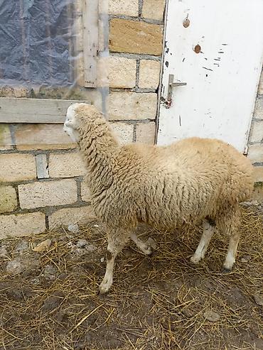 Qoyunlar, qoçlar: Erkek quzu satılır — 1