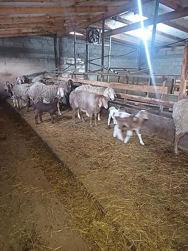 Баран, овца: Продаю | Овца (самка) | Арашан | Для разведения at lalafo.kg — 12 Баран, овца: Продаю | Овца (самка) | Арашан | Для разведения — 12