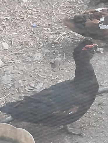 akvarium baliqlari satisi: Erkək, | Lal ördək, Damazlıq, Ödənişli çatdırılma — 3