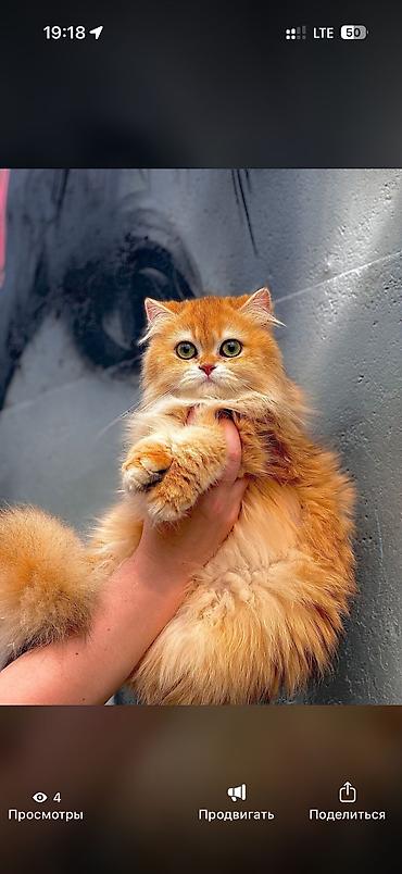 веслоухие котята: Британская короткошёрстная, 7 месяцев, Девочка, Золотая шиншилла — 2