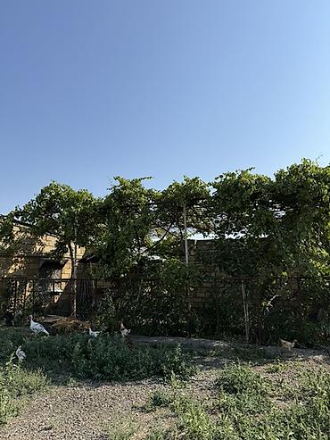 Torpaq sahələrinin satışı: 32 sot, Kənd təsərrüfatı, Barter mümkündür, Kupça (Çıxarış) — 7