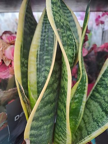 Ostale kućne biljke: Yucca, Drvo Života, 140 centimetara visina, dva stabla iz saksije sa — 13