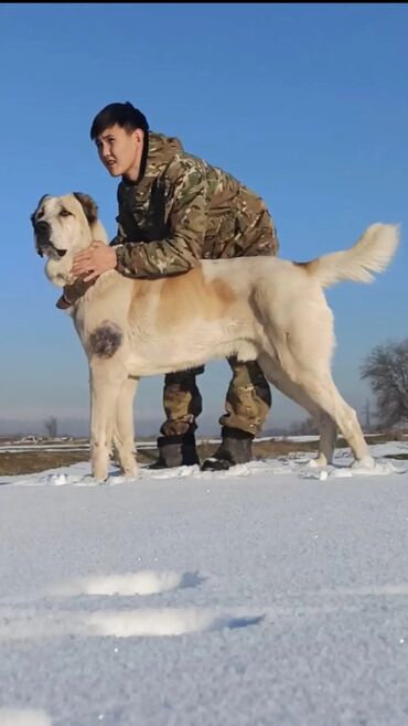 собака лайки: Алабай, 3 года, Самец, С родословной