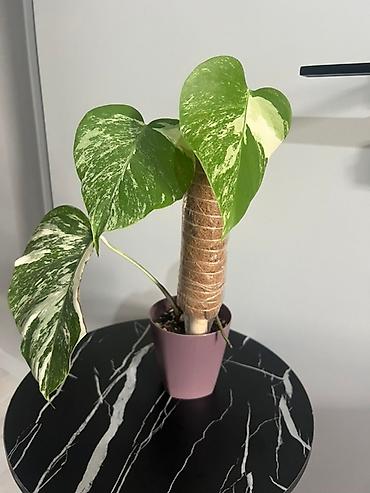 Монстеры: Монстера вариегатная (Monstera deliciosa variegata) — комнатное — 4